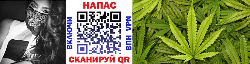 Канабис планчик  Ессентукская 